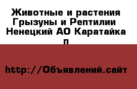 Животные и растения Грызуны и Рептилии. Ненецкий АО,Каратайка п.